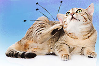 Anti puce pour se débarrasser des puces de son chat.