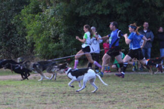 Canicross, courir avec son chien