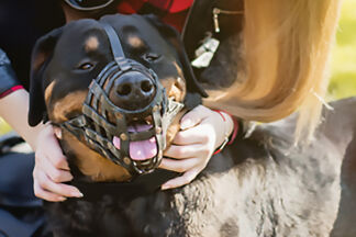 Muselière Rottweiler : robustesse et confort !