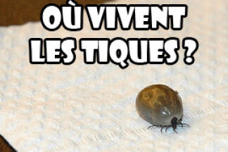 Où vivent les tiques ?