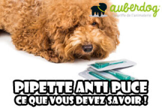 Pipette anti puce chien, le top de l'Efficacité !