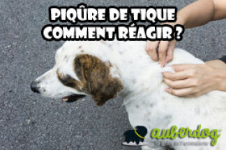 Piqûre de tique : comment réagir ?
