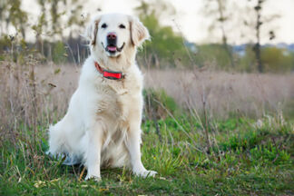 Collier GPS chien : comment ça marche ?