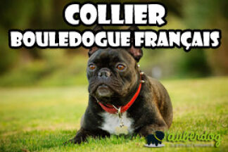 Collier pour bouledogue français : du sur-mesure !