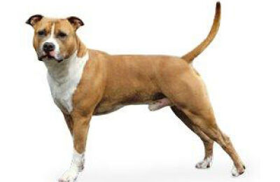 Staff, Amstaff, American Staff