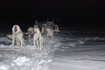 Alaskan Husky chien de traîneau