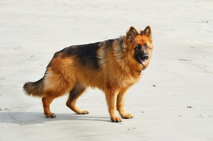 Altdeutscher Schäferhund berger allemand poil long