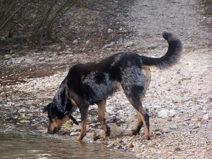 Berger de Beauce Beauceron bas rouges