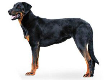 Beauceron