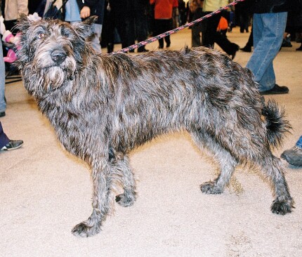 Berger Picard chien rustique