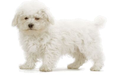 Bichon Frisé