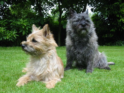 Cairn Terrier petit chien écossais