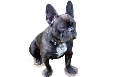 Bouledogue Français