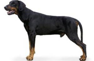 Dobermann