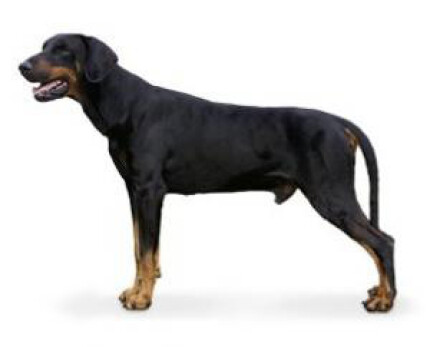 Dobermann