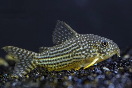 Corydoras tacheté poisson de fond