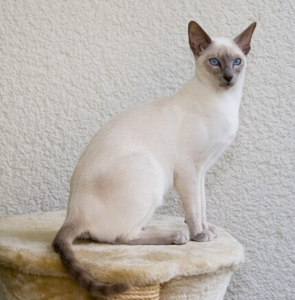 Chat Siamois lilac point aux yeux bleus