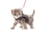 Harnais chaton