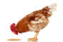 Nourriture poule