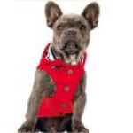 Vêtement bouledogue Français