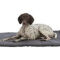 Tapis pour chien