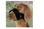 Muselière pour chien