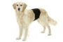 Couche culotte pour chien