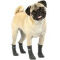 Chaussettes pour chien