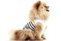 Tee-shirt pour chien