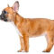 Bouledogue français