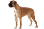 Boxer
