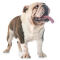 Bouledogue anglais