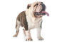 Bouledogue anglais