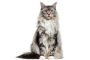 Maine Coon