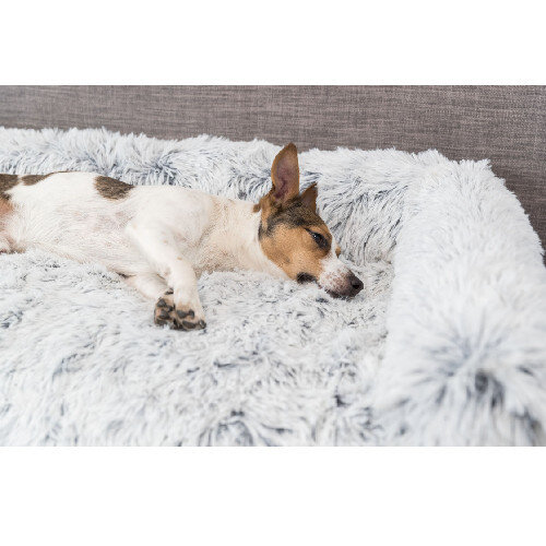 Protection canapé chien : Le protège canapé le + adapté !