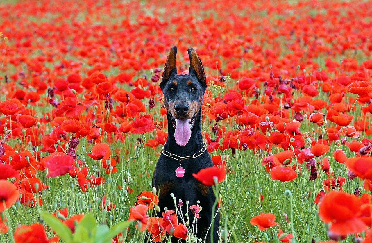 Dobermann dans les coquelicots