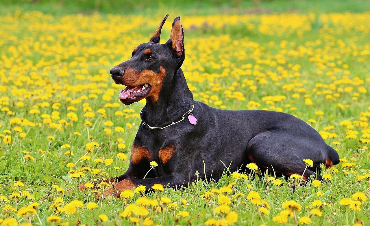 Dobermann dans la nature