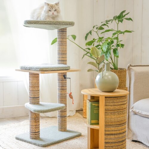 Tout savoir sur l'arbre à chat