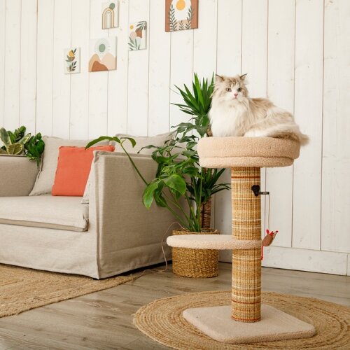 Tout savoir sur l'arbre à chat