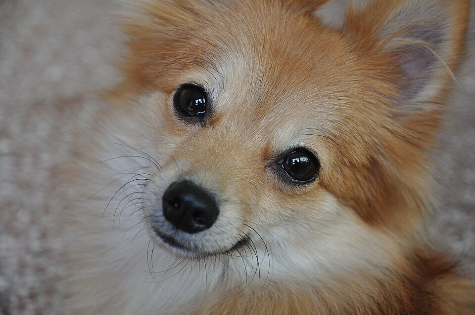 Spitz Nain caractère vif