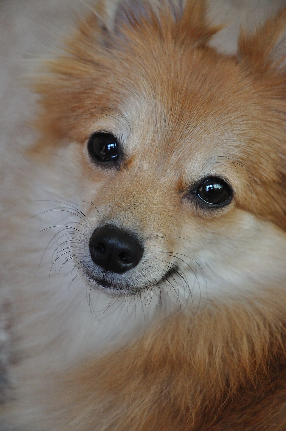 Spitz Nain alimentation