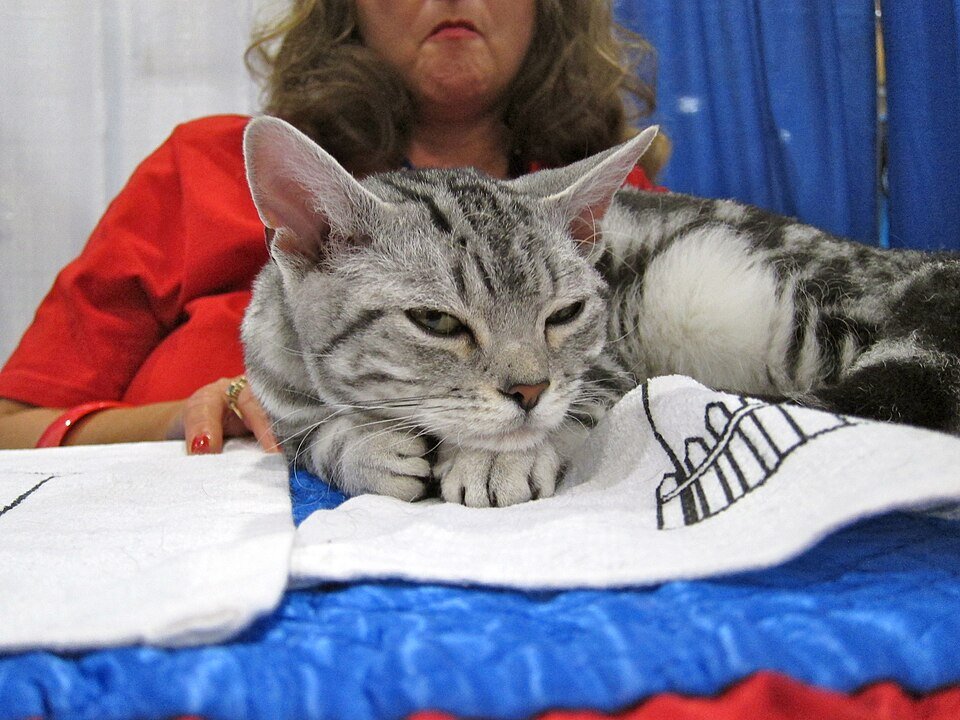 American Wirehair caractère sociable