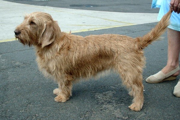 Basset Fauve de Bretagne morphologie