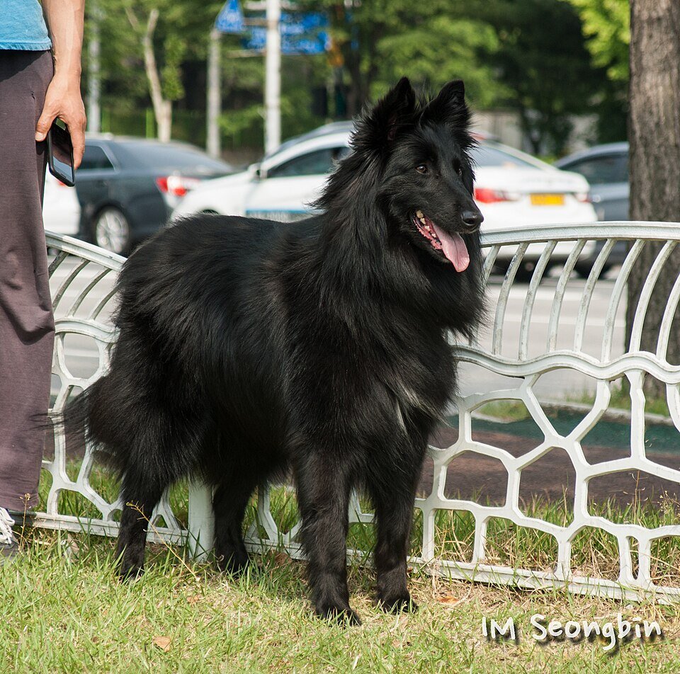 Portrait de Groenendael au pelage soyeux