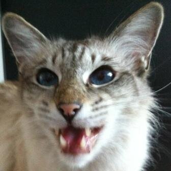 Portrait de chat Balinais