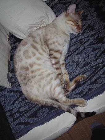 Chat Bengal tacheté doré