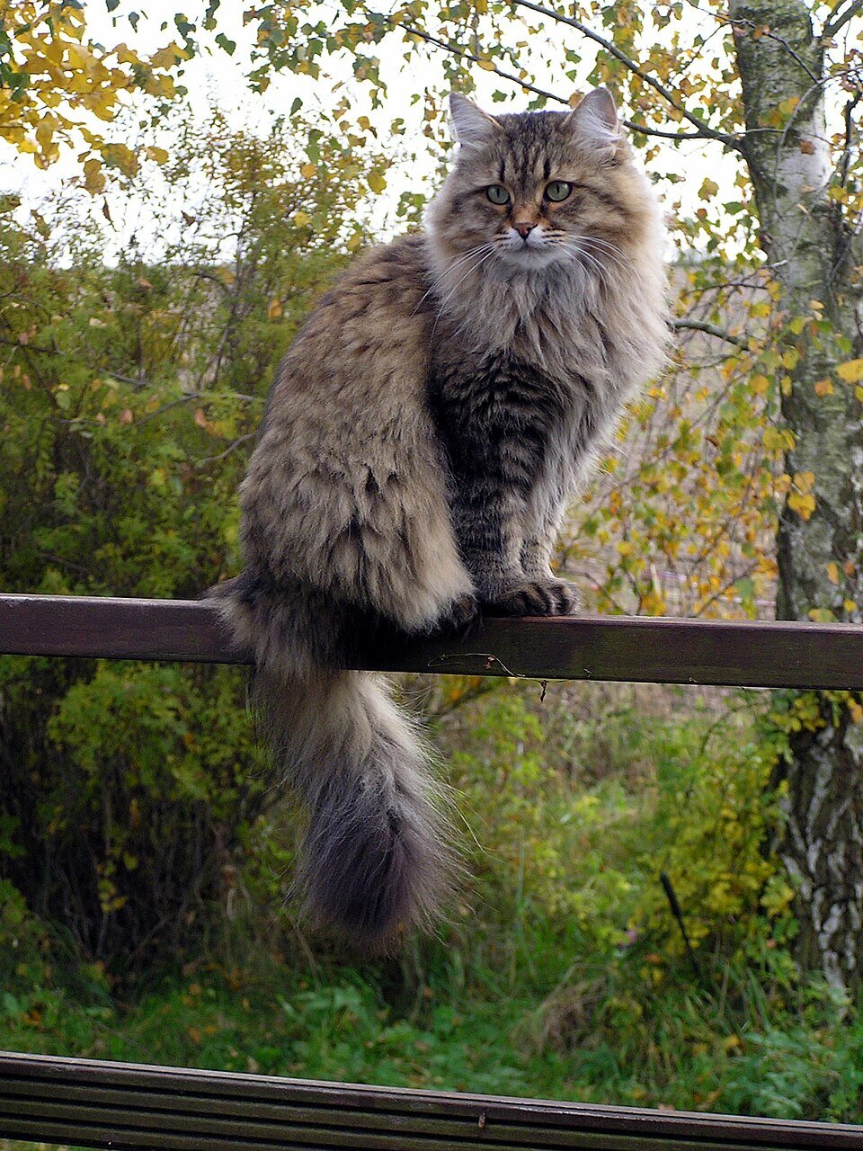 Chat Sibérien majestueux