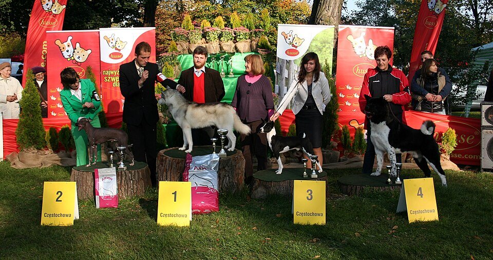 Akita Américain majestueux