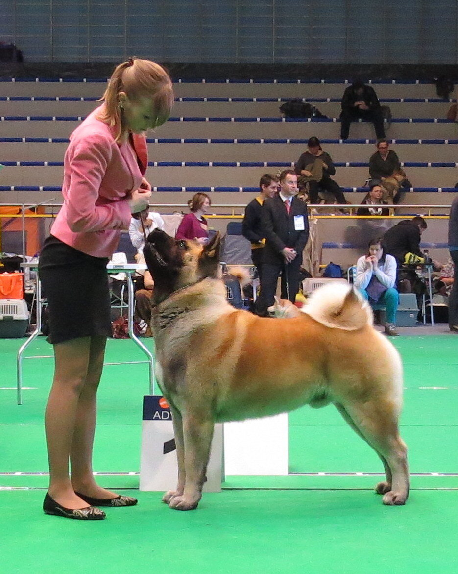 Portrait d'Akita Américain