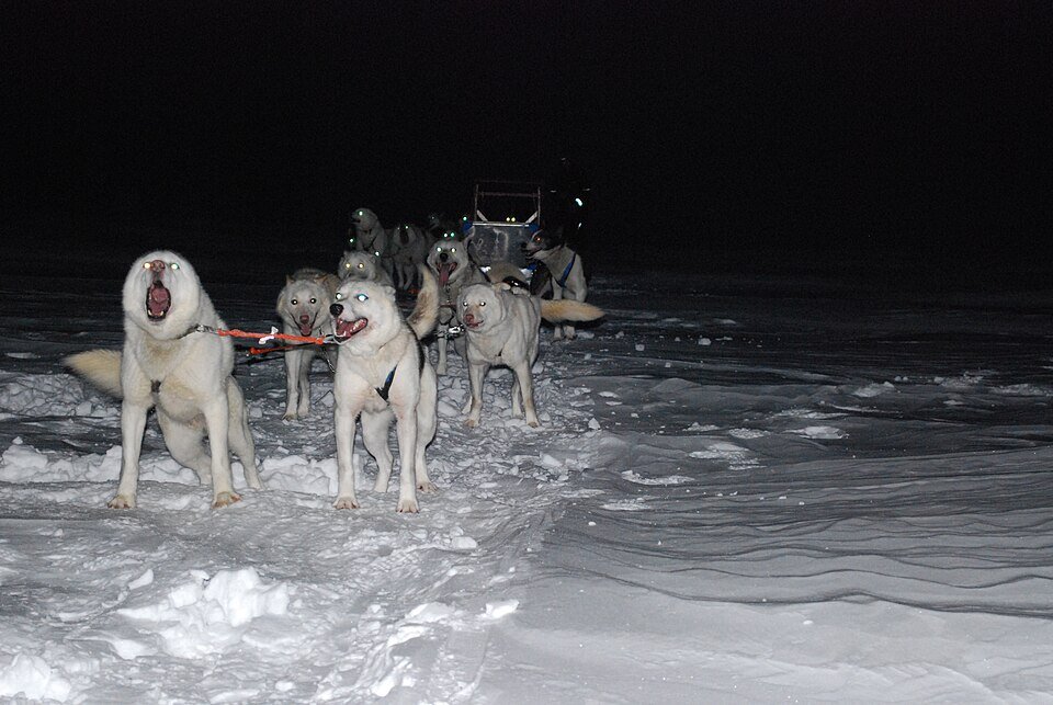 Alaskan Husky morphologie